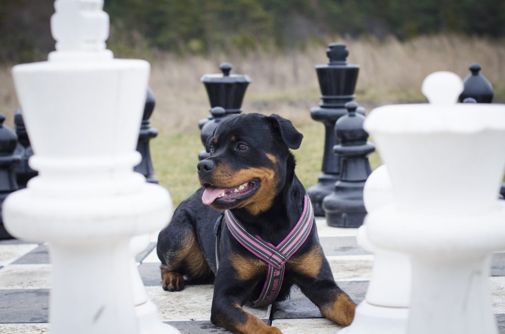 rottweiler, chess, outdoor chess, hundträning, hundkurs Gotland