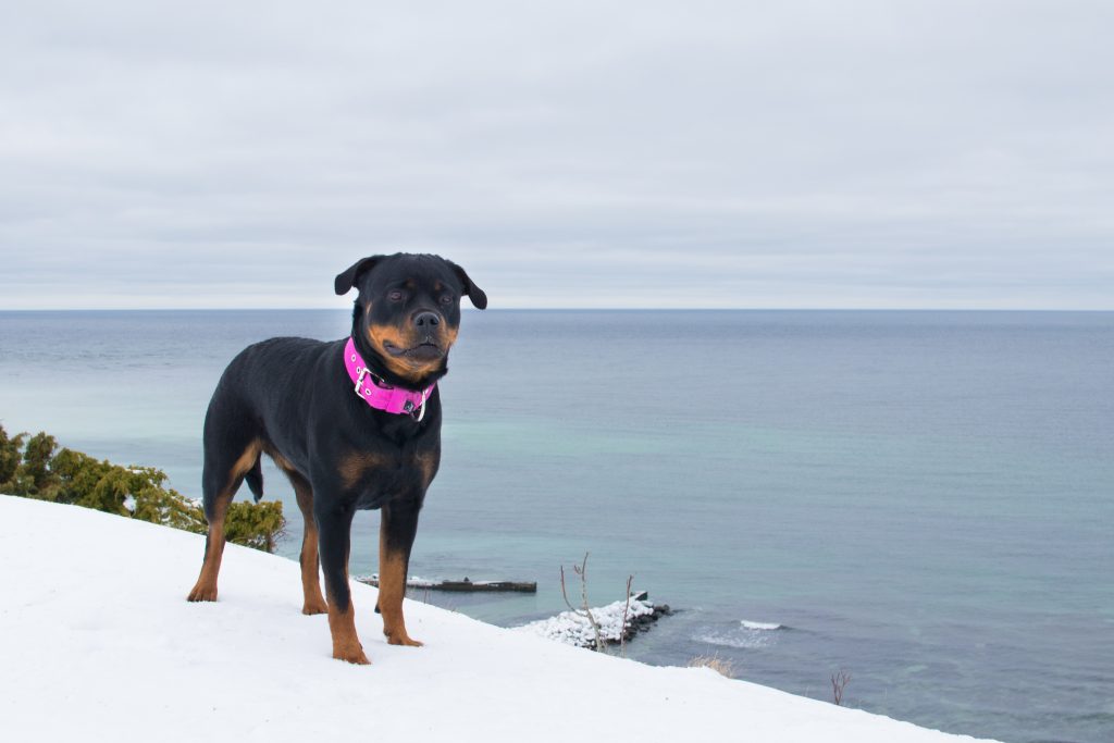 hundkurs gotland, kompis positiv hundträning, Anna Amnéus, rottweiler