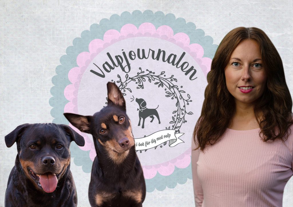 Kompis positiv hundträning, Anna Amnéus, Valpjournalen, Rottweiler, Kelpie, Australisk kelpie, hundträning på Gotland, hundkurs Gotland